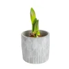AMARYLLIS + CP AMARYLLIS + CACHE POT 13 CM