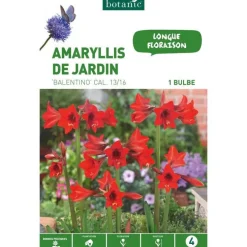 Amaryllis Balentino rouge botanic® - 1 bulbe