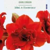 Amaryllis intérieur Double Dragon botanic® - 1 bulbe