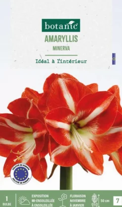 Amaryllis intérieur Minerva botanic® - 1 bulbe