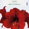 Amaryllis intérieur Red Lion botanic® - 1 bulbe