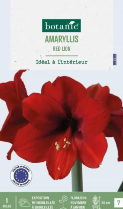 Amaryllis intérieur Red Lion botanic® - 1 bulbe