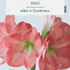 Amaryllis intérieur Rosalie botanic® - 1 bulbe