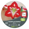 Amaryllis minerve botanic® - 1 bulbe