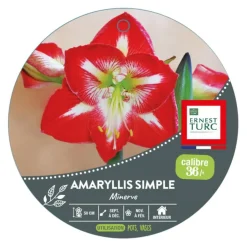 Amaryllis minerve botanic® - 1 bulbe