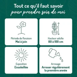 Ancolie jaune - Le pot de 9 x 9 cm