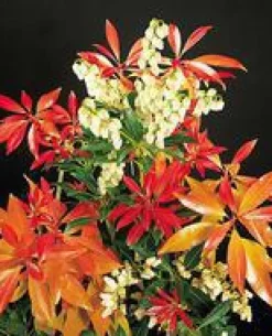 Andromède du Japon Forest Flamme rouge 20/30. Le pot de 3 litres