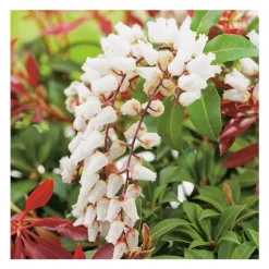 Andromède Japonica Mountain Fire - pot 5 L