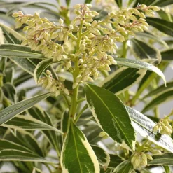 Andromède (Pieris) Flaming Silver. Le pot de 2 litres