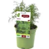Aneth Bio. Le pot de 1 litre
