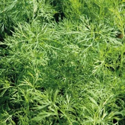 Aneth Bio. Le pot de 1 litre