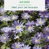 Anémone blanda blue shades en mélange botanic® - 20 bulbes