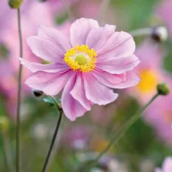 Anémone du Japon - Le pot de 9 x 9 cm