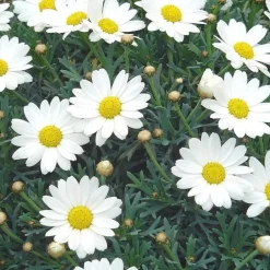 Anthémis ou Fausse Camomille à fleurs multicolores. Le pot de 2,5 litres