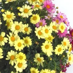 Anthémis ou Fausse Camomille à fleurs multicolores. Le pot de 5 litres