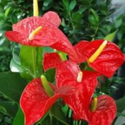 Anthurium Champion