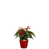 Anthurium et son pot Classico premium Ø 35 rouge