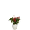 Anthurium et son pot Classico premium Ø 35 blanc