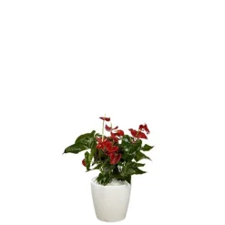 Anthurium et son pot Classico premium Ø 35 blanc