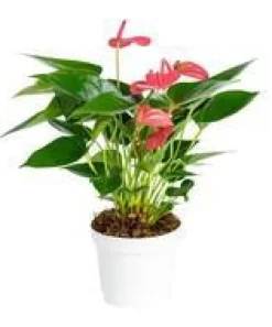 Anthurium Pink Champion pot Ø14 cm/ H40-50 cm
