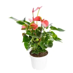 Anthurium Pink Champion pot Ø17 cm/ H60 cm