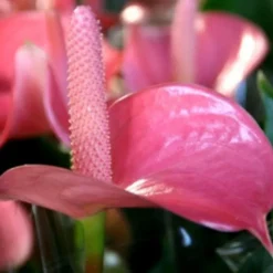 Anthurium royal champion - Ø 14 cm H 50 cm