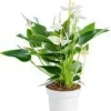 Anthurium White Champion pot Ø17 cm/ H55 cm