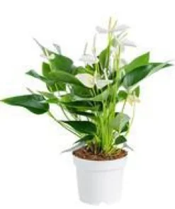 Anthurium White Champion pot Ø17 cm/ H55 cm