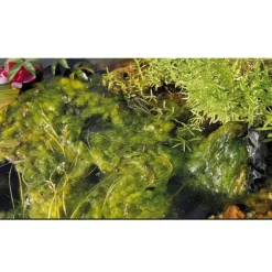 Anti-algues pour bassin direct, formule concentrée, OASE - 5L