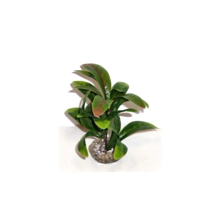 Anubias vert en plastique 13 cm