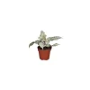 Aphelandra White Wash – Pot de Ø 12 cm
