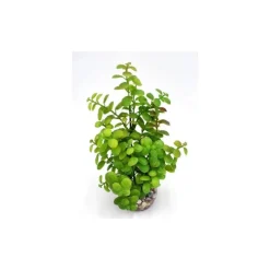 Arbre lentille vert en plastique grand modèle 22 cm