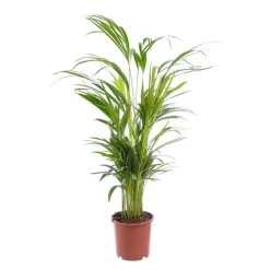 Areca. 80 cm