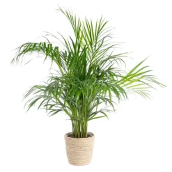 Areca avec cache-pot en vannerie Ø 21 cm