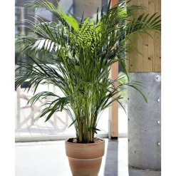 Areca. Le pot de 24 cm