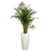 Areca lutescens et son pot Rondo premium Ø 40 blanc