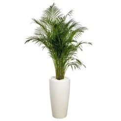 Areca lutescens et son pot Rondo premium Ø 40 blanc