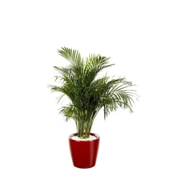 Areca lutescens et son pot Classico premium Ø 35 rouge