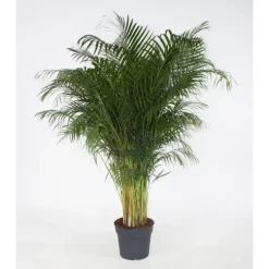 Areca Lutescens pot Ø40 cm/ H210 cm