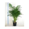Areca pot Ø35 cm/ H210 cm