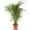Areca pot Ø21 cm/ H85 cm