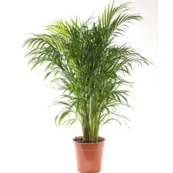 Areca pot Ø21 cm/ H85 cm