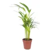 Areca pot Ø14 cm/ H60 cm