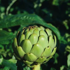 Artichaut Vert Imperial Star Bio. Le pot de 10,5 cm