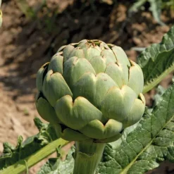 Artichaut Vert Lancelot Bio. Le pot de 1 litre