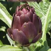 Artichaut Violet Amethyst Bio. Le pot de 1 litre