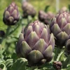 Artichaut Violet De Provence Bio. Le pot de 10,5 cm