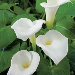 Arum d’Éthiopie pot de 3 litres