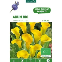 Arum Mimosa bio rose clair botanic® - 1 bulbe