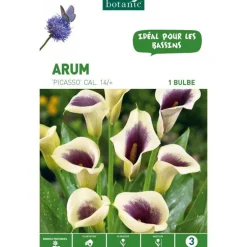 Arum Picasso noir blanc botanic® - 1 bulbe